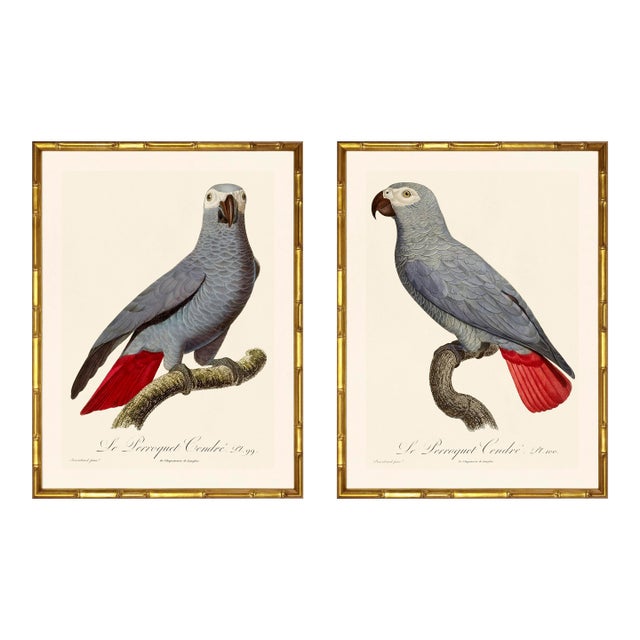 Barraband Parrots – African Grey Parrots (Set of 2), Framed in Bronze Bamboo For Sale