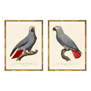 Barraband Parrots – African Grey Parrots (Set of 2), Framed in Bronze Bamboo