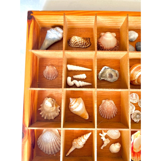 Pair Vintage Folk Art Shadow Boxes With Seashell Collection Coastal Boho Chic For Sale - Image 10 of 18