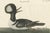Johann Michael Seligmann, Hooded Merganser, 1770, Hand-Colored Engraving For Sale - Image 3 of 6