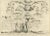 Antique religious print titled 'Geslagenboom der Priesteren en Leviten'. This antique print depicts the family tree of the...
