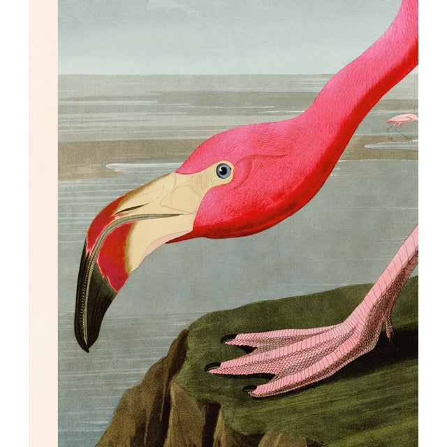 Giclee reproduction of John J. Audubon's American Flamingo remastered by CFA Editions. The Pink Flamingo is one of the top...