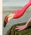 Giclee reproduction of John J. Audubon's American Flamingo remastered by CFA Editions. The Pink Flamingo is one of the top...