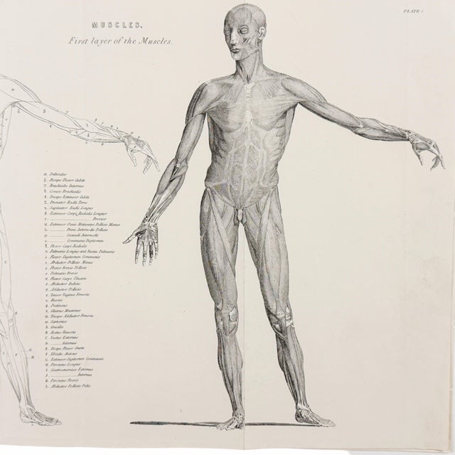 Sculpture Materials 1845 Pair of Human Anatomy Monochrome Engravings | Encyclopaedia Metropolitana For Sale - Image 7 of 10