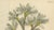 Astragalus Verus, 1800s, Paper For Sale - Image 3 of 9