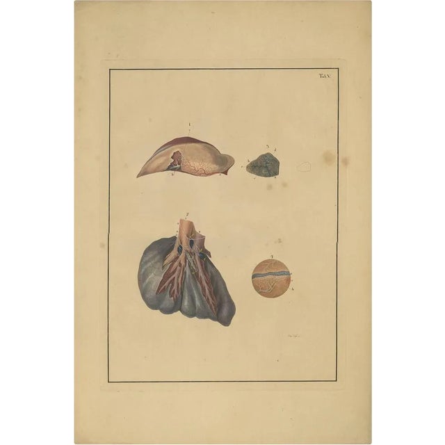 Antique Medical Print of Lungs by F.D. Reisseisen, 1822 For Sale