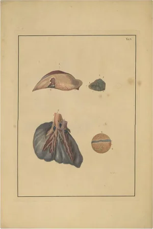 Antique Medical Print of Lungs by F.D. Reisseisen, 1822