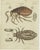 Various Insects, Print, Set of 4 For Sale - Image 4 of 6