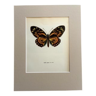 Vintage 1965 Butterfly Print in 11x14 Mat: Papilio Zagreus (Doubleday), EUC For Sale