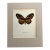 Vintage 1965 Butterfly Print in 11x14 Mat: Papilio Zagreus (Doubleday), EUC For Sale