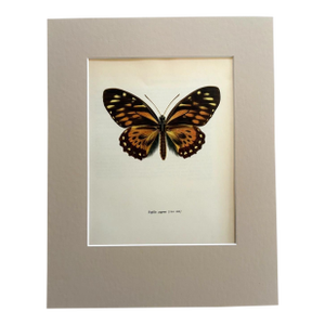 Vintage 1965 Butterfly Print in 11x14 Mat: Papilio Zagreus (Doubleday), EUC