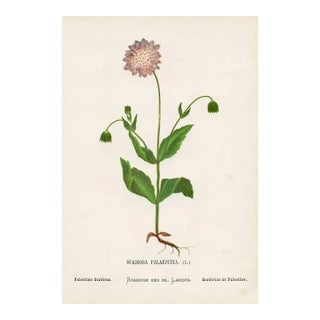 Antique Botanical Print, Palestine Scabious, 1870s, Holy Land Wildflowers, Original Lithograph, England For Sale