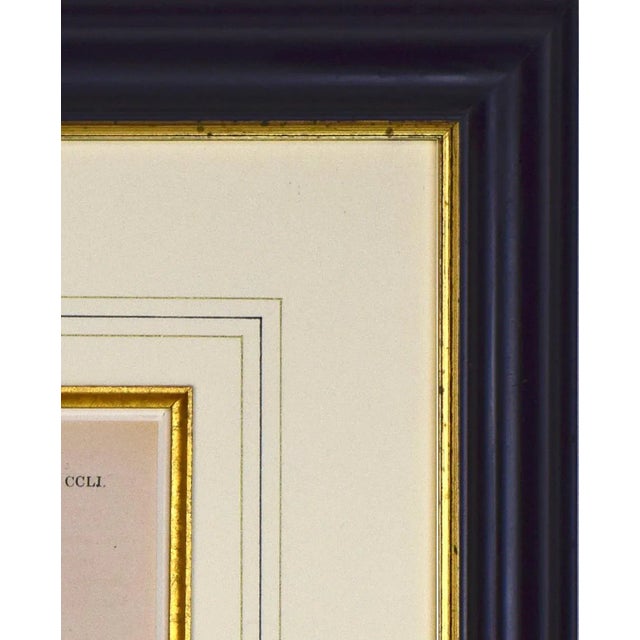 Printmaking Materials 19th Century English Hand Colored Shell Engraving Lovell Augustus Reeves For Sale - Image 7 of 8