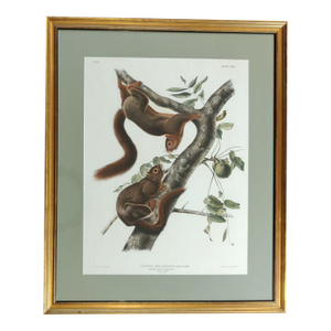 Mid 19th Century Framed Audubon Print From Quadrupeds of North America a Framed Original Imperial Audubon Print