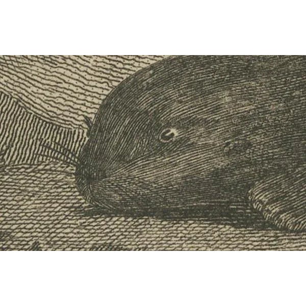 W. Grainger, Sea Otter of Nootka Sound in British Columbia, Canada, 1801, Print For Sale - Image 3 of 7