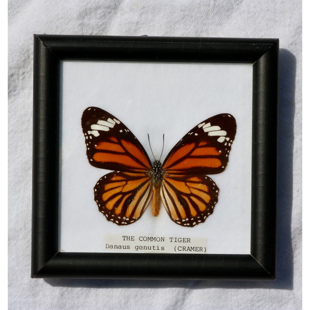 Late 20th Century Framed Butterfly Specimens-Set of 3 For Sale - Image 5 of 13