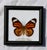 Late 20th Century Framed Butterfly Specimens-Set of 3 For Sale - Image 5 of 13
