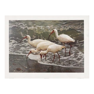 Carl Brenders "Shoreline Quartet - White Ibis" Signed Limited Edition Print, 1990 For Sale