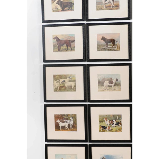 White Single Print - Cassell, Petter, Galpin & Co Chromolithograph Dog Print in Black Frame For Sale - Image 8 of 12