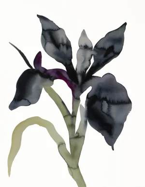 "Iris No. 206" Contemporary Original Botanical Flowers Watercolor Painting by Elizabeth Becker