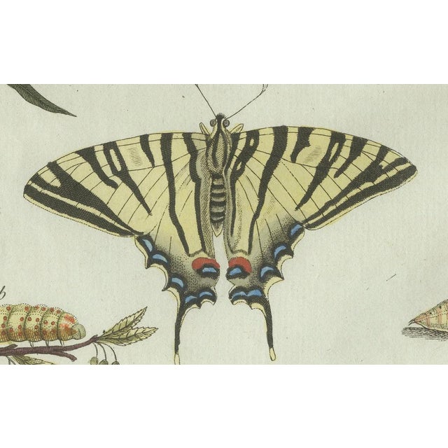 Early 19th Century Bertuch, Swallowtail and Painted Lady Butterflies, 1800, Engraving For Sale - Image 5 of 10