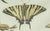 Early 19th Century Bertuch, Swallowtail and Painted Lady Butterflies, 1800, Engraving For Sale - Image 5 of 10