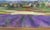 Framed French Provincial Lavender Landscape For Sale - Image 13 of 18