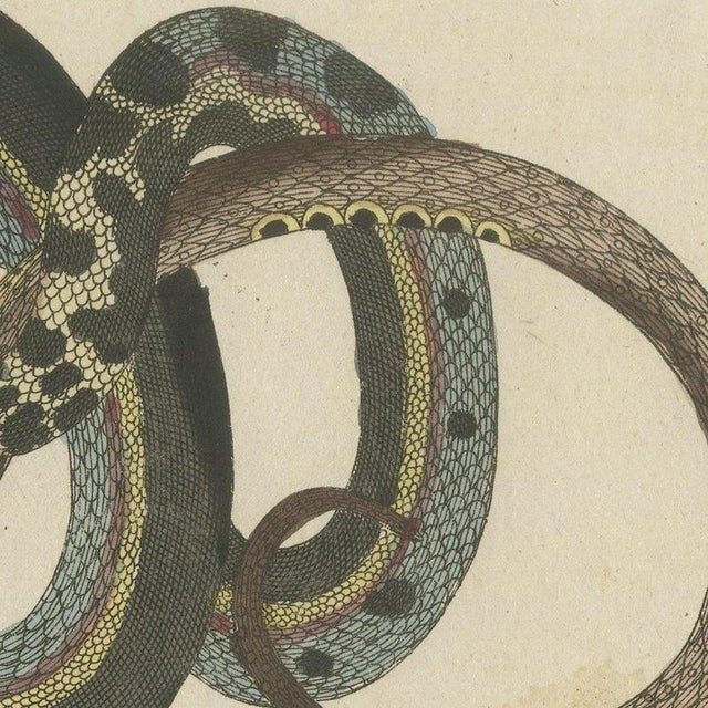 Paper Bertuch, Four Snakes in Colourful Coils, 1805, Print For Sale - Image 7 of 12