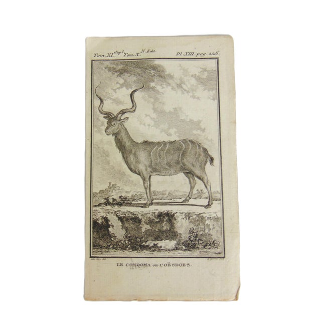 Set of 4 original copper plate engravings prints (not modern reproductions) directly from Buffon's Oeuvres Completes...