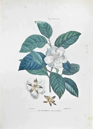 Vincenzo Tenore, The Stuartzia, Lithograph, 1870s
