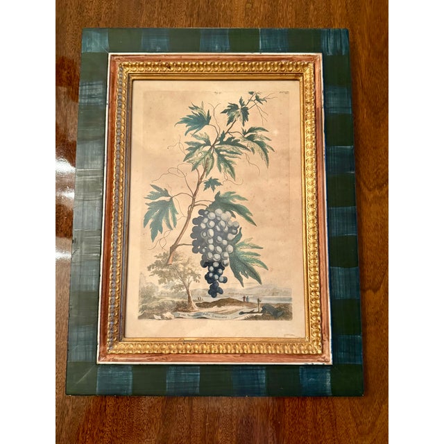 A beautiful pair of Abraham Munting hand-colored copper plate engravings (Amsterdam, 1696). Distinctive painted frames in...