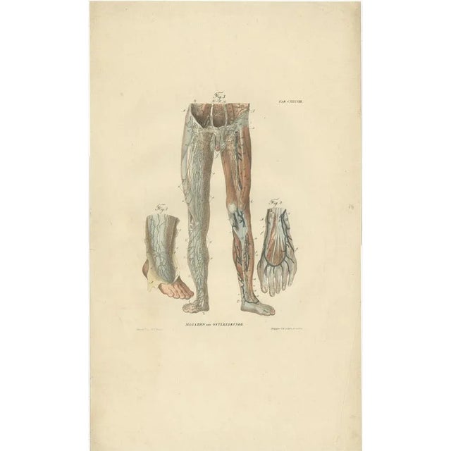 Paper Anatomy Illustrations of Vessels and the Lymphatic System, 1839, Prints, Set of 13 For Sale - Image 7 of 15