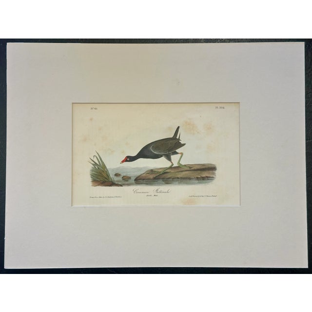 John James Audubon 1840 Colored Lithograph of the Common Gallinule by John James Audubon For Sale - Image 4 of 4