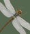 The series was produced by CFA editions from original pochior prints by E.A. Seguy. The series of insects that Seguy...