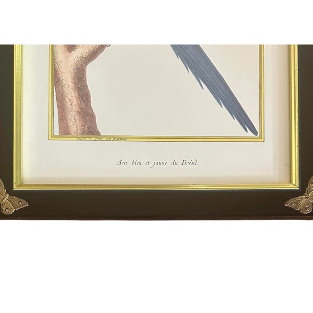 Late 20th Century Pair of Chelsea House French Ornithological Bird Prints Featuring a Wood Grouse & a Blue & Yellow Macaw, in Ebony Frames With Brass Butterfly Corners For Sale - Image 5 of 10