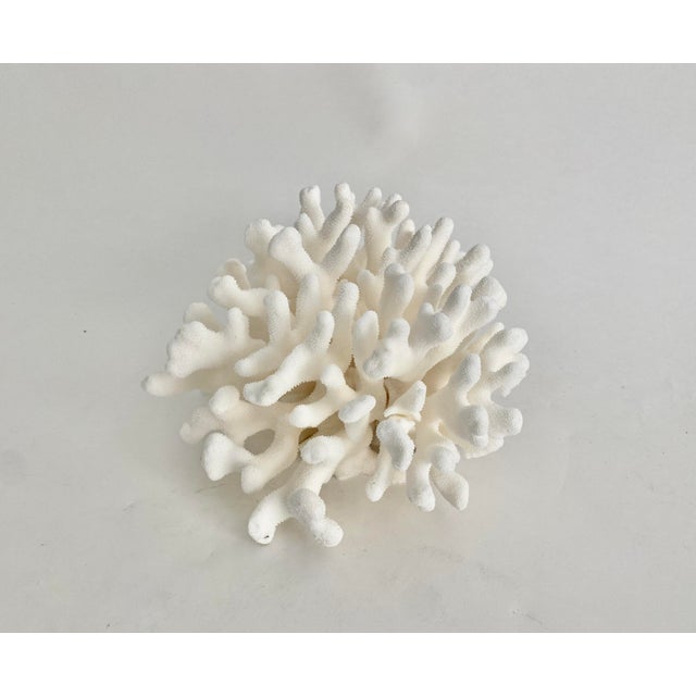 Late 20th Century Natural Pacific Elkhorn Coral Specimen For Sale - Image 5 of 6