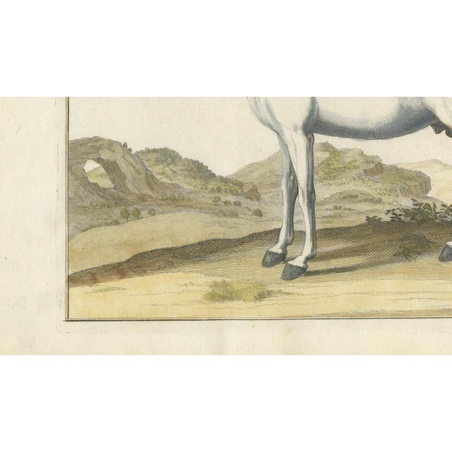 Baron Eisenberg, L'Arabe, 1727, Engraving For Sale - Image 9 of 11