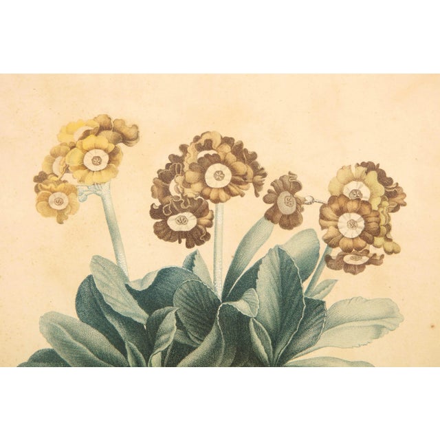 Early 19th Century Potted Auricula Engraving by Jean-Louis Prévost in Pine Frame For Sale - Image 9 of 10