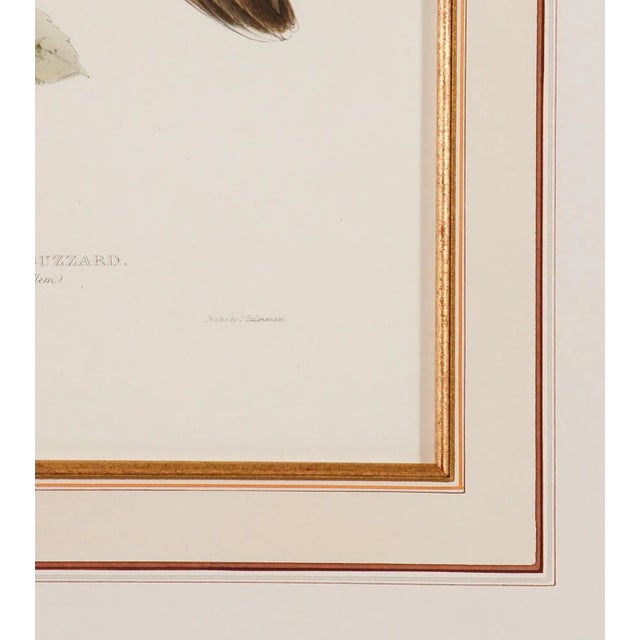 Rough-Legged Buzzard: 19th C. Hand-Colored Lithograph by J. Gould & Edward Lear, 1862-1873 For Sale - Image 4 of 5