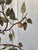 Vintage Mid Century Italian Tole Citrus Tree For Sale - Image 9 of 15