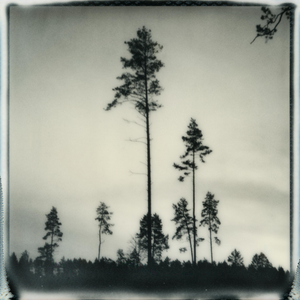 Ugne Pouwell, Baltic Pines, 2025, Polaroid Landscape Photography, Limited Edition 10