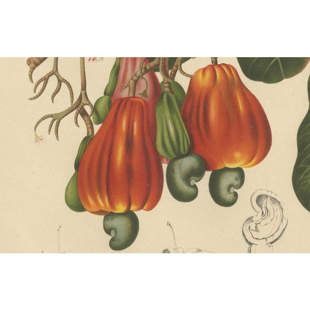 Hoola van Nooten, Cashew Tree Botanical, 1880, Chromolithograph For Sale - Image 4 of 9