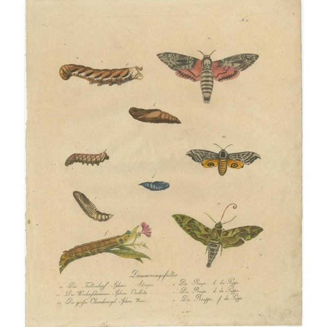 Brodtmann, Deaths-Head Hawkmoth and Caterpillars, 1816, Lithograph For Sale - Image 3 of 9