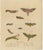 Brodtmann, Deaths-Head Hawkmoth and Caterpillars, 1816, Lithograph For Sale - Image 3 of 9