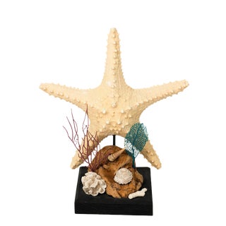 Nautical Shell Display With Starfish For Sale