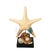Nautical Shell Display With Starfish For Sale