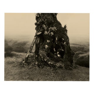 Ugne Pouwell, Laurisilva of Madeira No.3, 2026, Photography, Limited 10 For Sale