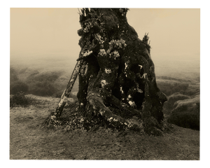 Ugne Pouwell, Laurisilva of Madeira No.3, 2026, Photography, Limited 10