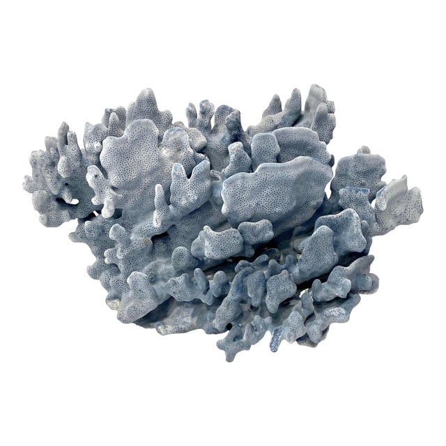 Natural Blue Coral Specimen Coastal Home For Sale