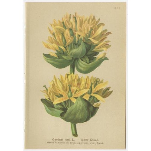 Late 19th Century Alpine Gentiana Botanical Plates, 1897, Set of 10 For Sale - Image 5 of 13